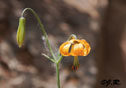 Lilium columbianum